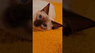 Yogi being his cute self. by Permes Cattery 6 views 7 months ago 1 minute, 18 seconds