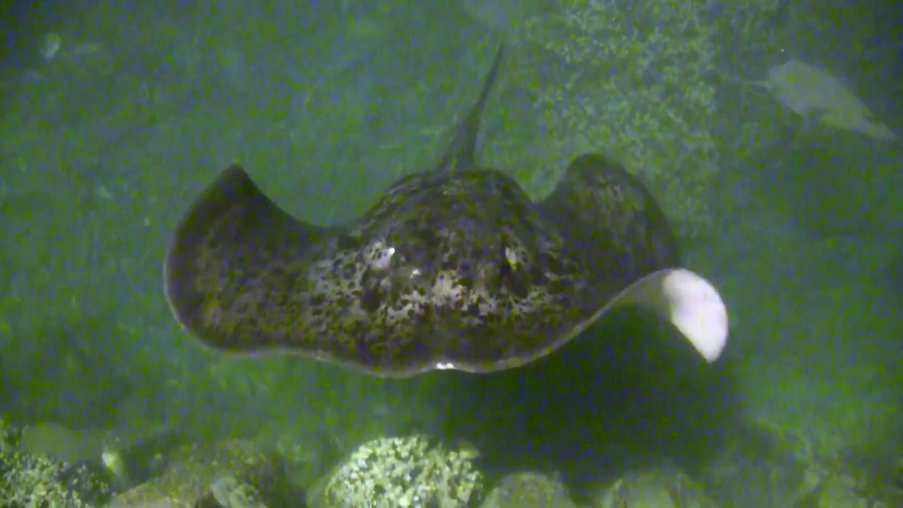 I touched Blotched fantail ray