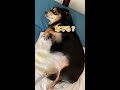 世界一分かりやすい撫でられ待ちをする犬