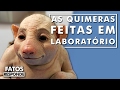 O que acontece quando cientistas fundem o embrião do porco com o humano?