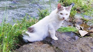 PLAY CAT CUTE  PLAY WITH CAT  MEOW MEOW BILLI KARTI  kittens cats funniest  Animal Funny  VS 27