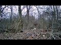 One Solitary Deer Browsing