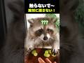 ■アライグマが【 シャインマスカット】食べると起きること
