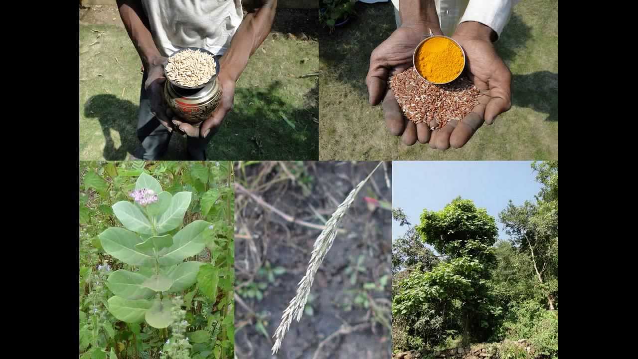 Medicinal Rice P5N Formulations for Christisonia Excess: Pankaj Oudhia's Medicinal Plant Database