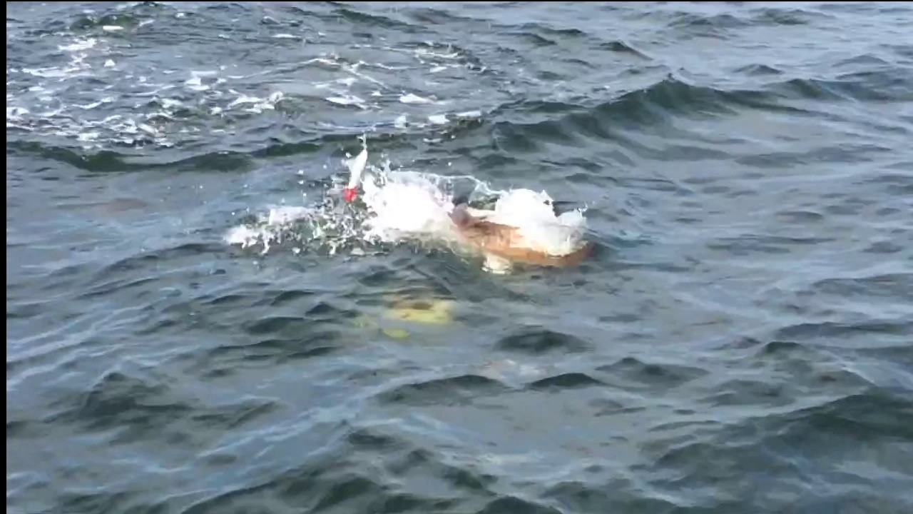 Inshore Fishing - Destin, Santa Rosa Beach, Walton County