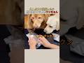 久しぶりに欲張ったら飼い主にやられたワンちゃん