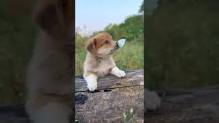 Try not to AWW to this!! #shorts