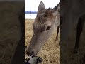 Оленеводческое хозяйство в Нижегородской области #shorts #сельскоехозяйство