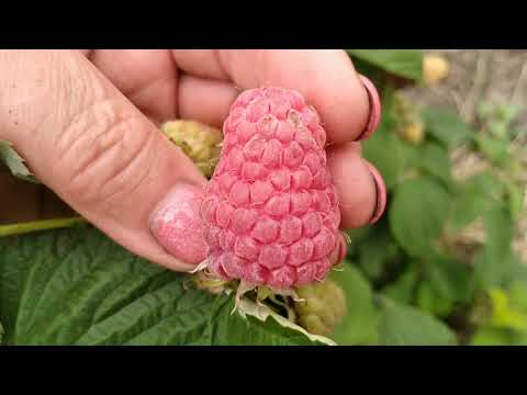 МАЛИНА ЛЯЧКА И