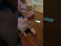 Tell me you have a Pomeranian