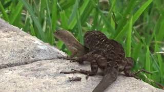 Moment that Lizards mating