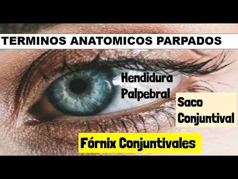 Video: ¿En el fórnix de la conjuntiva?