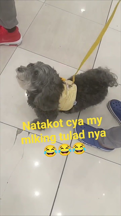Natakot ung aso nkita nya kmukha nya😂😂 #dog #trending #shorts #shortvideos #shortsfeed #shortsviral