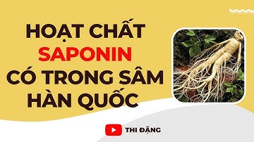 Hoạt Chất Saponin Có Trong Nhân Sâm Hàn Quốc - Thi Đặng - ANaNa Nhân Sâm Korea
