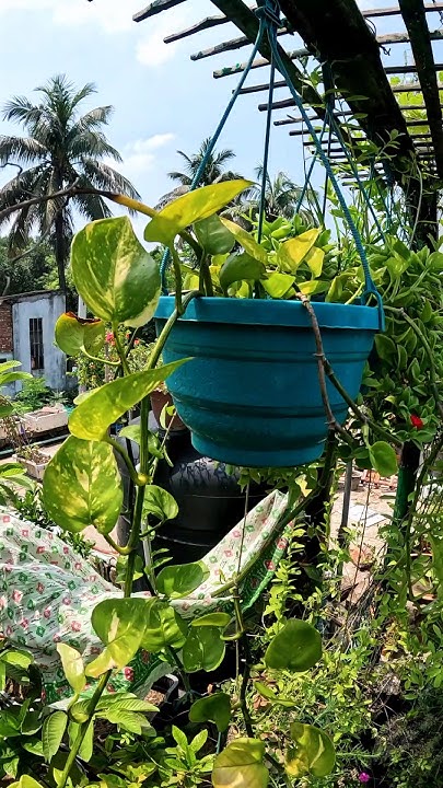 money-plant-care