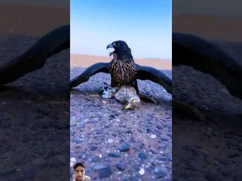 Its Not Fear Falcon الخليج عالم لحضات Shortsyoutube العالم كشتات صقرالشاهين