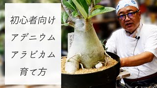 初心者向け🌻アデニウム アラビカムの育て方【園芸屋たなか】