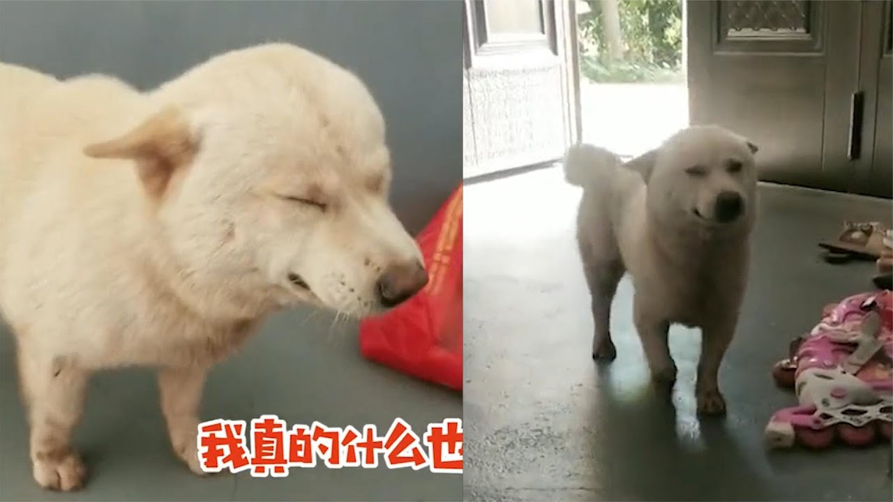狗子鬼混回来被抓现行,轻轻迈步心虚又谄媚,从头到尾暴露内心 - YouTube