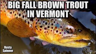 Fly Fishing Fall Brown Trout in Vermont