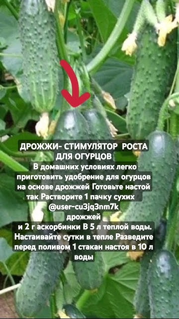 ДРОЖЖИ- СТИМУЛЯТОР РОСТА ДЛЯ ОГУРЦОВ . - YouTube