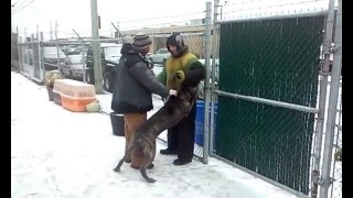 Bite Suit Training