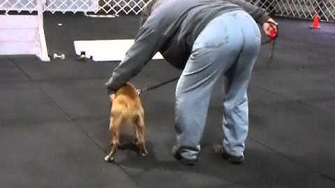 Boldog Mad Nell, 6 mo pit bull pup, obedience: eye contact and positions