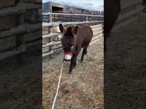 Ziggy - 3/14/22.  Went for a walk up and down the alley, started learning to stand tied patiently.