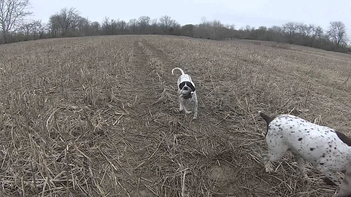 The ultimate English Pointer hunting quail and pheasant.