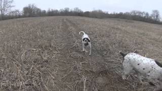 The ultimate English Pointer hunting quail and pheasant.