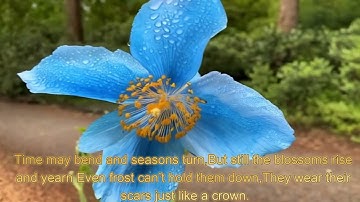 Thumbnail of Blooming Flowers Opera Vocals Modern Grand