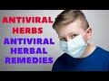 Antiviral Herbs - Antiviral Herbal Remedies