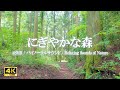 鳥のさえずりが響く臨場感のある森の音|ストレス緩和•リラックス•読書•tea time【ASMR 4K】