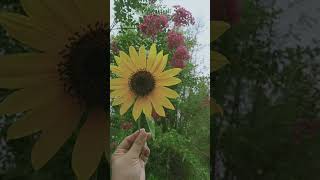 peace #nature #mindset #music