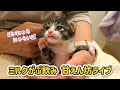 🔴【にこりら】「ピノちゃん」甘えん坊ライブ🍼昭和トークがとまらにゃい！