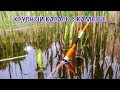 ЛОВЛЯ КРУПНОГО КАРАСЯ В КАМЫШЕ|ВОДЫ ВСЁ БОЛЬШЕ И БОЛЬШЕ.