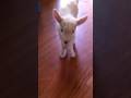 Shorty His Story Https Www Facebook Com Share P 18g6ax5da5 Mibextid WwXIfr Goats Babygoat 