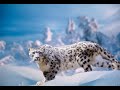 El Leopardo de nieve