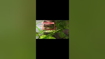 YOLO Object Detection Explained in 60 Seconds – Real-Time AI in Action!