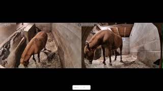 foal watch foaling stall pony foaling