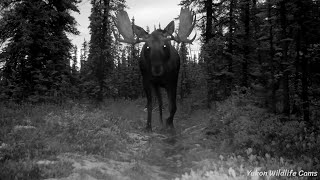 Yukon moose compilation