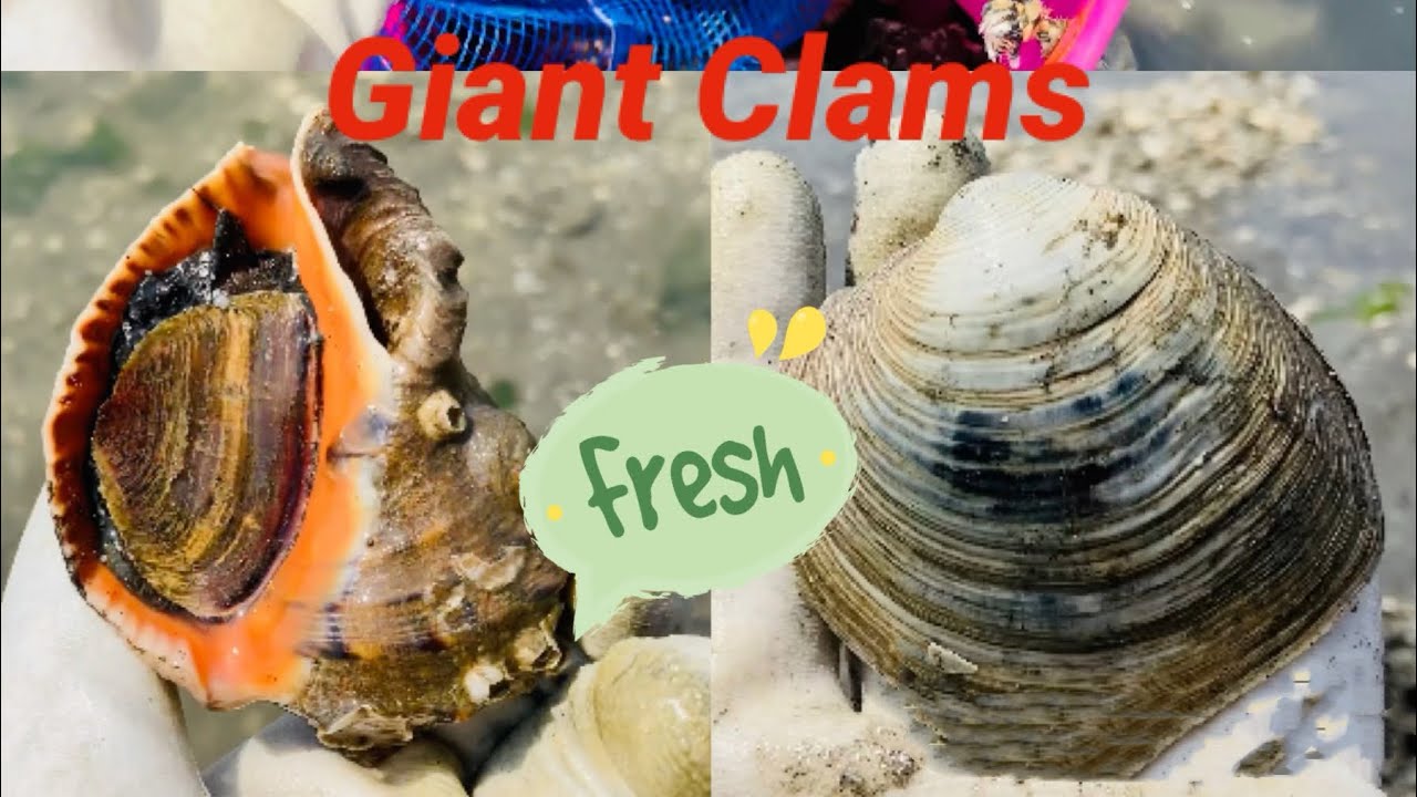 Giant shellfish sa Japan - YouTube