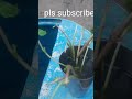 #youtubeshorts #ytshortsindia #subscribe #vlog