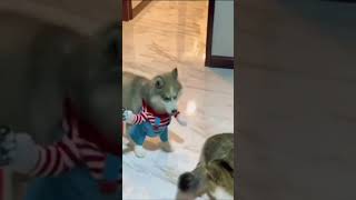 Жестокое вооруженное нападение маньяка на кота (не для слабонервных)