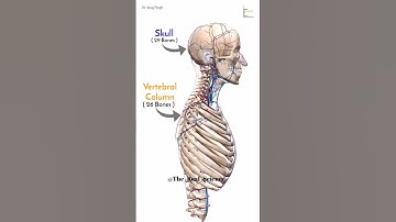 Axial Skeleton (Skull, Vertebral Column, Ribs & Sternum) - 3D Animation #shorts #realscience