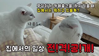 무강이(냥동이) 집에서의 일상을 공개합니다! 무강이(냥동이) 집에서의 일상을 공개합니다!