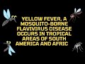Lifetime validity extends -YELLOW FEVER VACCINE