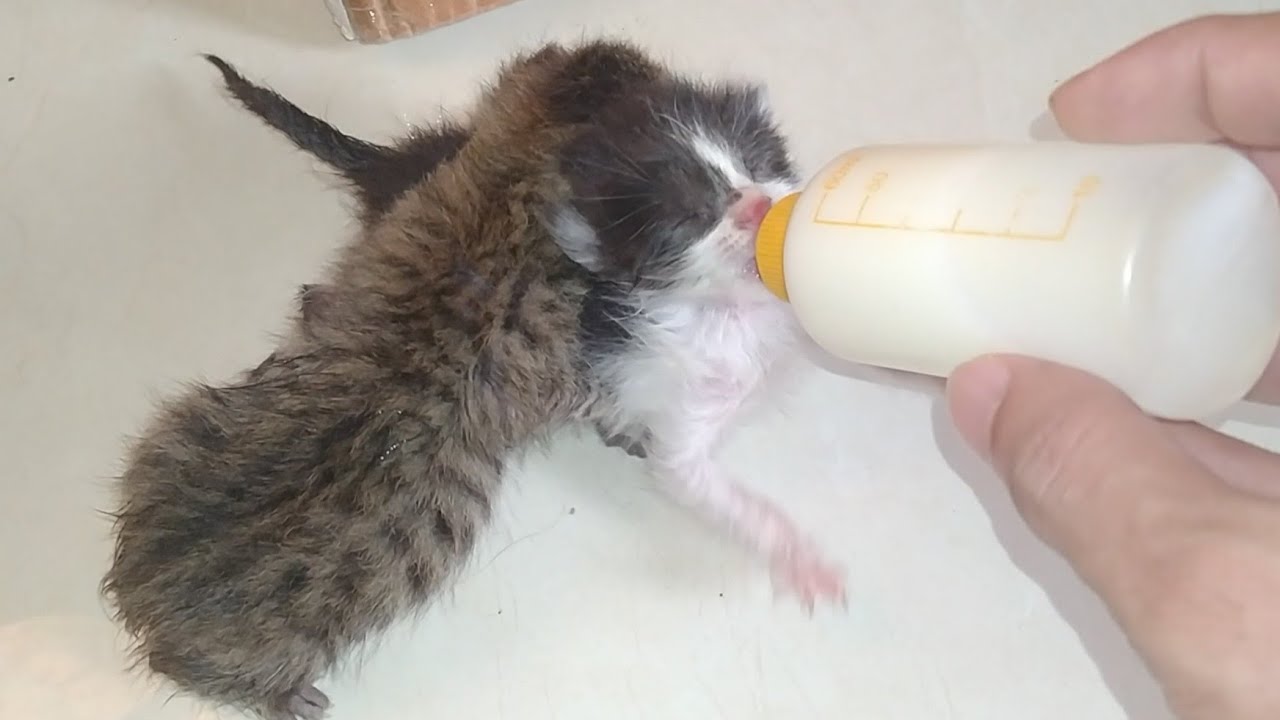 Newborn Rescue Kittens Need a Nursing Mother | Bottle Feeding Can’t Replace Mom’s Milk