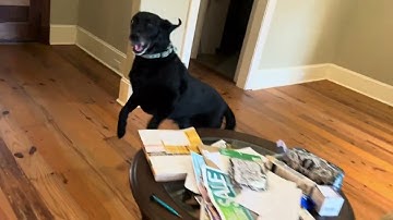 Shadow overwon snel zijn behoefte aan huisdieren