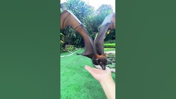 So Beautiful Bat Pet 🦇 ❤️ 💕