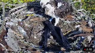 Plastic drama on the Osprey nest - 04/06/23 by birdsofpooleharbour 1,678 views 11 months ago 1 minute, 31 seconds